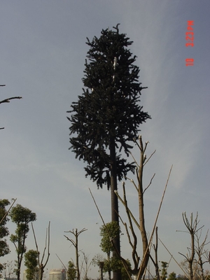 ลายพราง Pine Tree Steel Monopole Tower จุ่มร้อน Galvanized